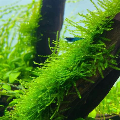 15+ Types of Cold Water Aquarium Plants (With Pictures) You Need to ...