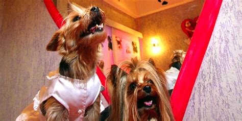 Soll Sex mit Tieren strafbar sein Widernatürliche Unzucht taz de