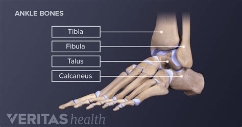 Ankle Bone Diagram - Human Foot Bones Anatomy Vector Sketch Stock ...