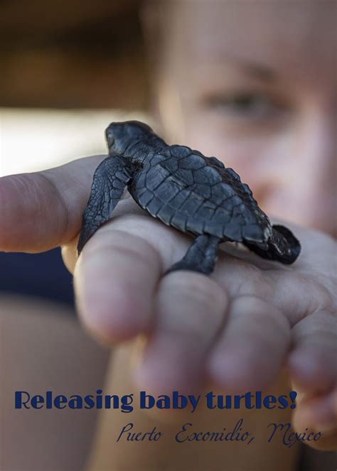 Releasing Baby Turtles In Puerto Escondido Hecktic Travels Turtle