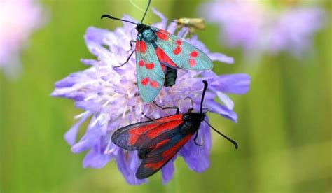 БАБОЧКА ПЕСТРЯНКА ᐈ Фото и описание