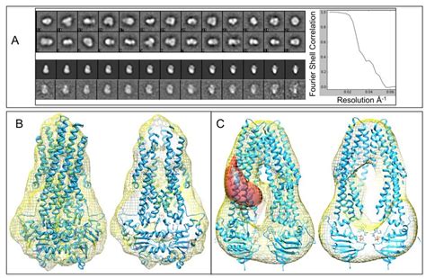 A Top Panel Shows A Classification Of Monomeric Particles For