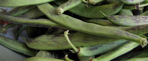 Лучшие БАДы для похудения: Элавия Слим Актив