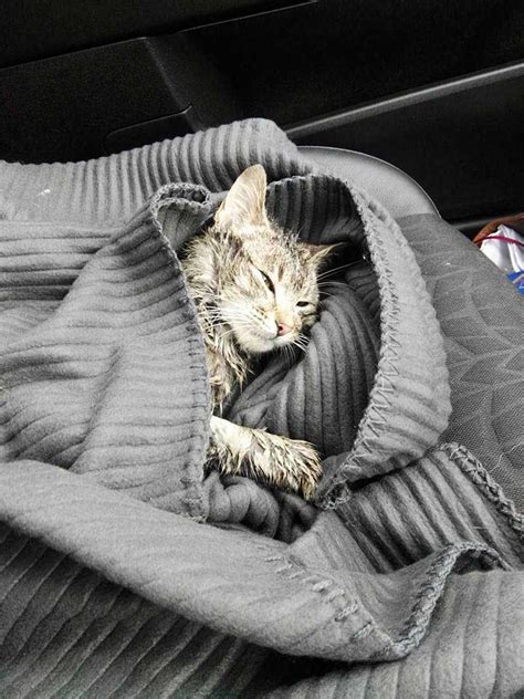 The Fisherman Pussy Cat Went To Sea Fisherman Surprised Cat Very Surprised Coast Monkey