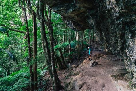 springbrook national park walks visitors guide