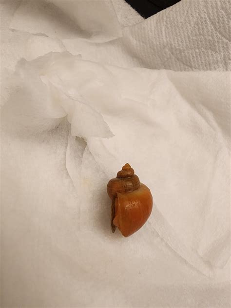 Aquatic Snails