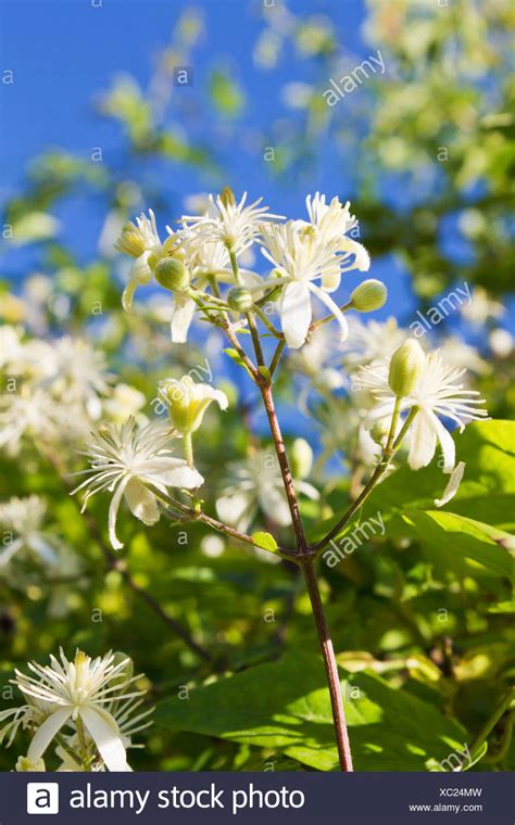 Wild Clematis High Resolution Stock Photography And Images Alamy