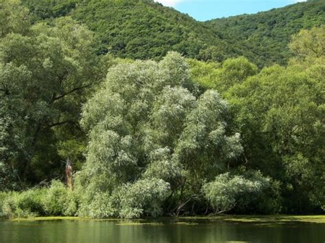 Ива белая - описание и фото, применение и свойства растения