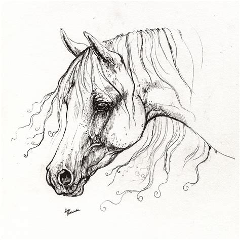 Arabian Horse Drawing 13 Drawing By Angel Ciesniarska