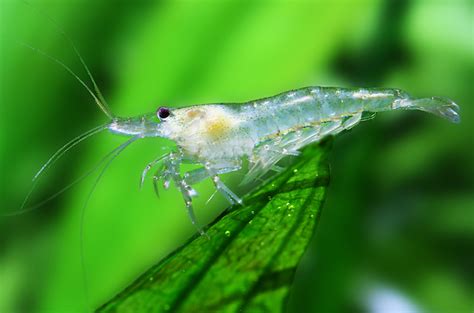 Ghost Shrimp Care, Diet, Breeding & More {Guide 2019}