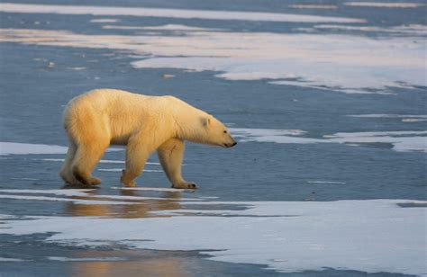 Warming Trends: Climate Threats to Bears, Bugs and Bees, Plus a Giant