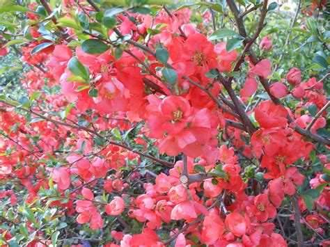 Flowering Quince Flowering Quince Heuchera Flower Garden Progress