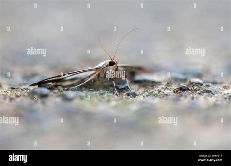 Box Tree Moth Cydamlima Perspectalis At Rest On A Concrete Garden