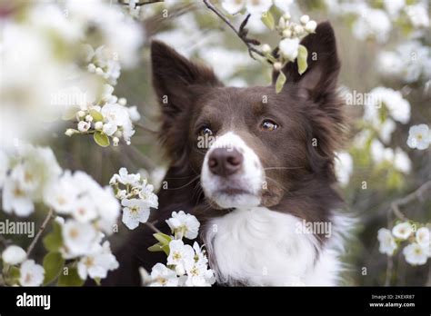 Border Collie Portrait Stock Photo Alamy