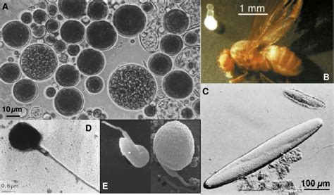 Examples Of Eukaryotes And Prokaryotes Which Do Not Fit Their Supposed