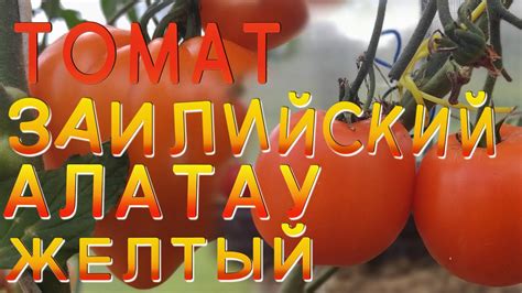 Помидор Заилийский Алатау Желтый. Яркий и сочный томат #томат #помидор ...