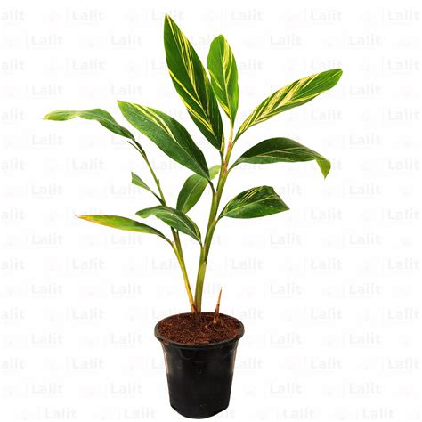 Alpinia | Alpinia Purpurata Variegated Plant – Lalit Enterprise