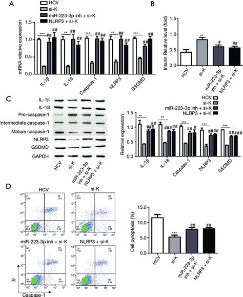 Kcnq Ot Mir P Nlrp Axis Participates In Hcv Induced Cell