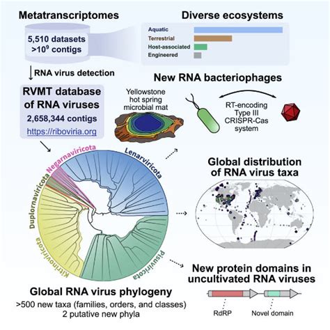 What Is A Virus Rna at Charlie Oshanassy blog 