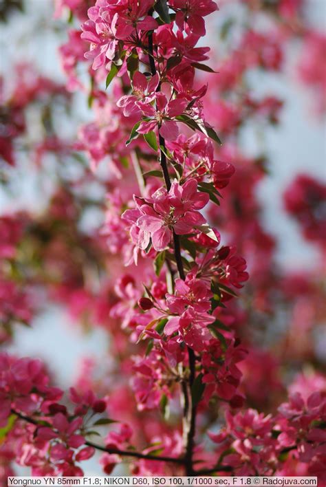 Review of Yongnuo YN 85mm F / 1.8 for Nikon | Happy