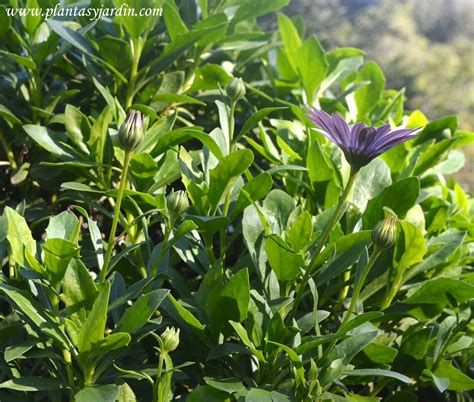 Osteospermum ecklonis Dimorfoteca Plantas y Jardín