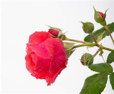 Rose Cherry Girl - Rosa Cherry Girl günstig kaufen