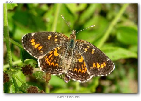 Phyciodes p. phaon (aberrations)