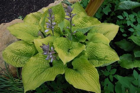 Shadowland® 'Coast to Coast' - Hosta hybrid | Proven Winners