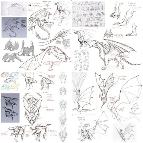 Dragon Anatomy Drawing Reference