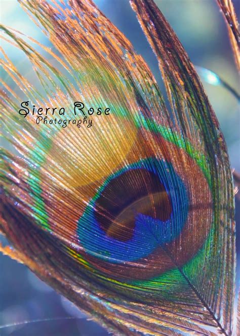 Sierra Rose Photography