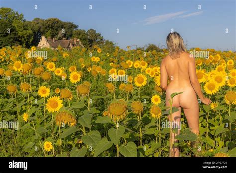 Naked Girl In A Sunflower Field Stock Photo Alamy