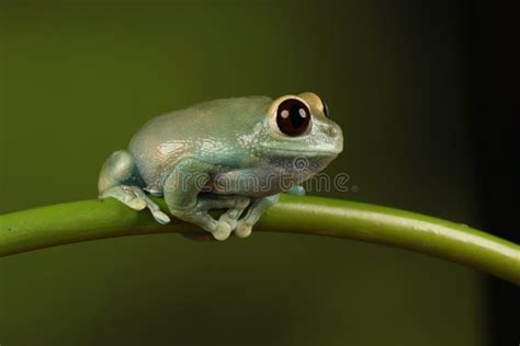 Frog on Bamboo Isolated White Stock Photo - Image of tree, isolated ...