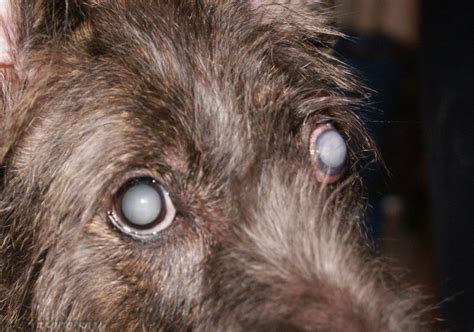 Лечение катаракты у собаки: капли, фото, симптомы