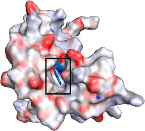 Role Of A Conserved Tryptophan In The Binding Of The Sex Determination
