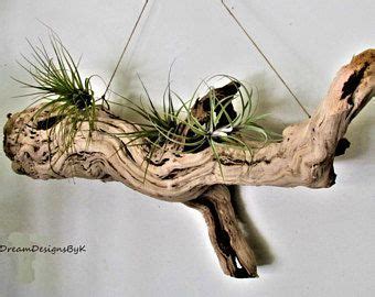 A Piece Of Driftwood With Air Plants Hanging From It