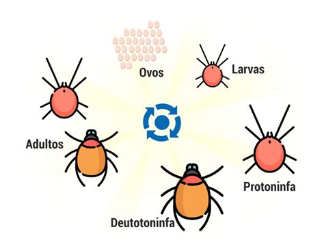 De Onde Vem Os Carrapatos - Carrapatos // Tipos, Ciclo de Vida, Riscos, Biologia dos Carrapatos
