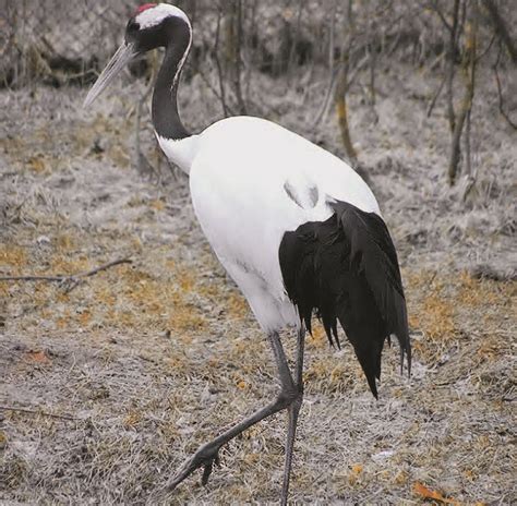 Журавли - красивые картинки (95+) | Klike.net