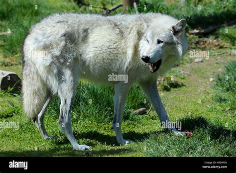 Wolf Tail Stock Photos & Wolf Tail Stock Images - Alamy