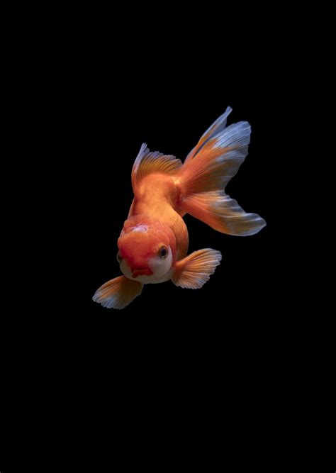 D Fish Desktop Wallpapers Top Free D Fish Desktop Backgrounds