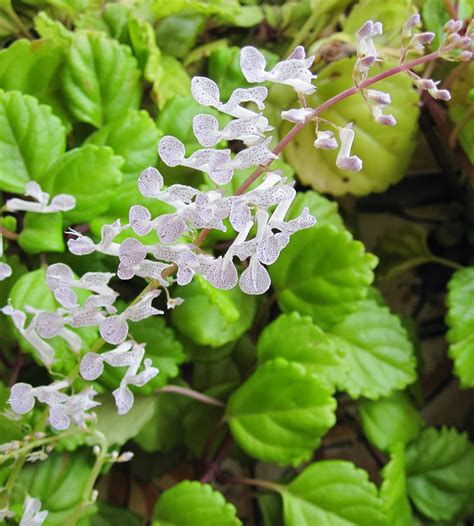 Шпороцветник ароматный (75 фото) - фото - картинки и рисунки: скачать ...