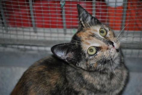 Paz Gato Adoptado En Orihuela Alicante Bamb Difunde