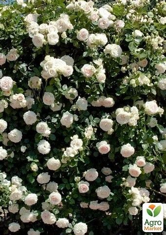 РОЗА ПЛЕТИСТАЯ МОН БЛАН (MONT BLANC), купить в Одессе, Киеве и Украине ...