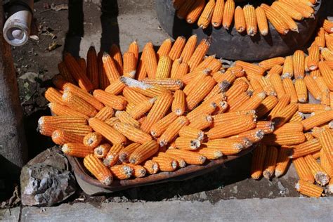 Drying Corn Stock Image Image Of Dried Fodder Feed Dehydration 538599