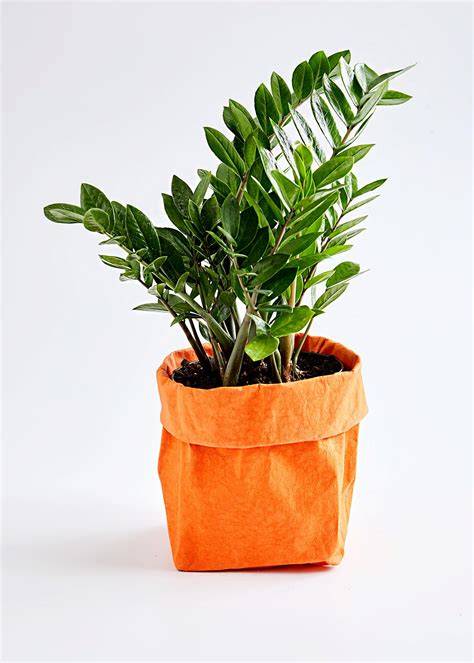 17 Drought-Tolerant Plants that Don’t Need Water Very Often