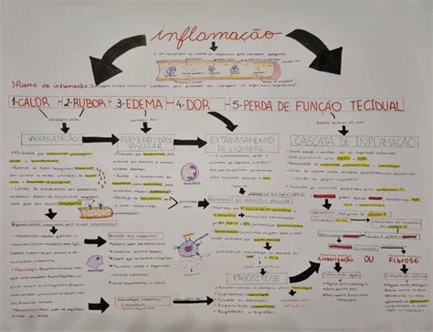 Resumo de imunologia focado em inflamação e principais celulas e