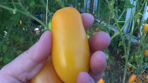 ТОМАТЫ КОТЯ ,БАНАНОВЫЕ НОГИ - YouTube