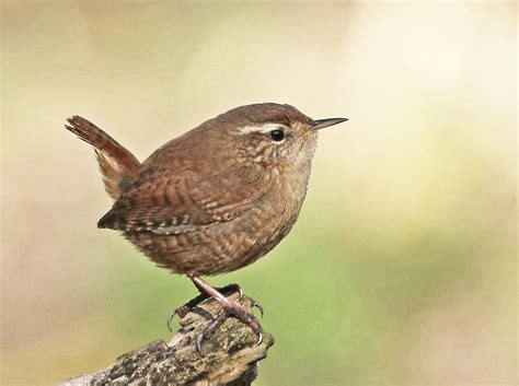 Jenny Wren Xolerlock