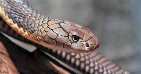 5 Amazing Facts about the King Cobra | PetMojo