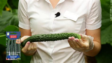 Огурец «Пекинский гурман» — описание, фото и характеристики сорта