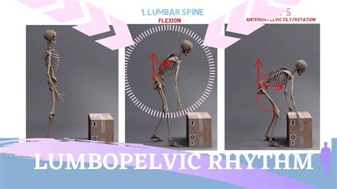 Lumbopelvic Rhythm Animation Sequence And Range Of Motion Explained Youtube